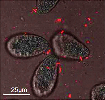 mitochondria shed